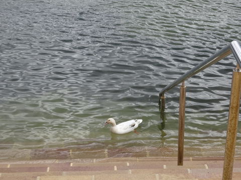 Studio At Careel Bay - St Kilda Accommodation 6