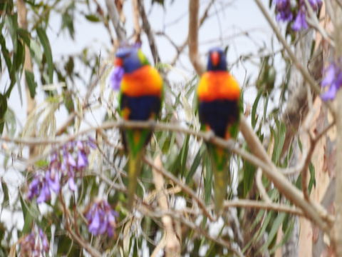 Twilight Grove Farm Bed And Breakfast - St Kilda Accommodation 0