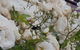 Old Post Office Guesthouse, Carcoar - thumb 0