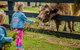 Tobruk Sydney Farm Stay - thumb 2