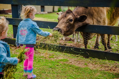 Tobruk Sydney Farm Stay - St Kilda Accommodation 2
