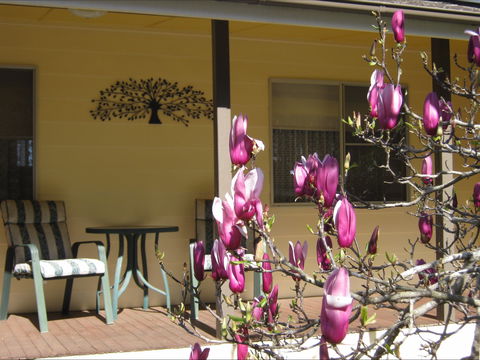 Figtree Cottage - St Kilda Accommodation 1