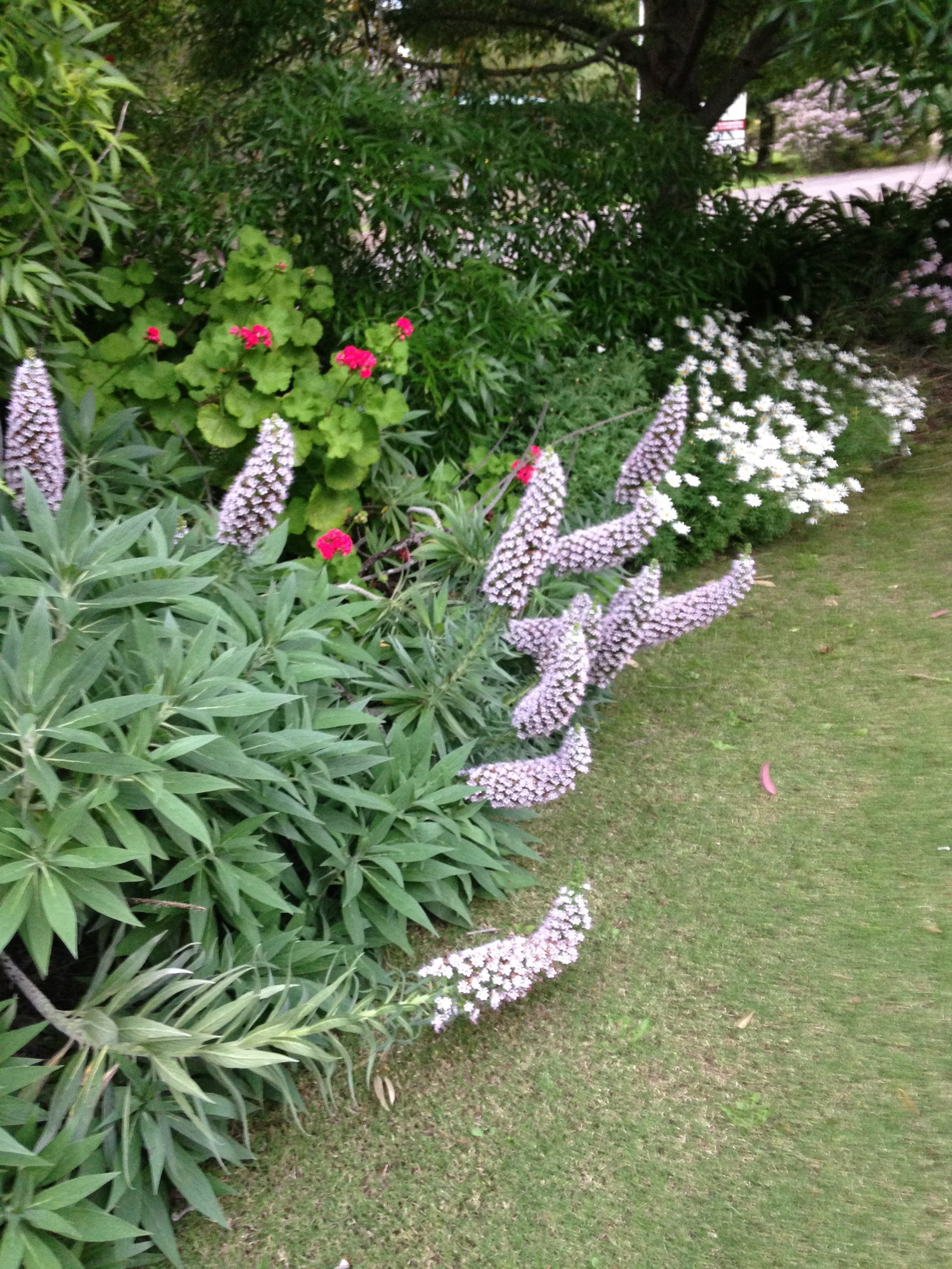 Bool Lagoon SA St Kilda Accommodation