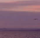 Pelican Sands Bed and Breakfast - St Kilda Accommodation