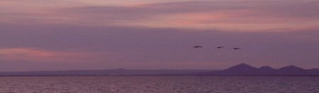 Pelican Sands Bed And Breakfast - St Kilda Accommodation 0