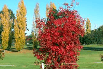 Tenterfield Golf Club Fairways Lodge - St Kilda Accommodation 2