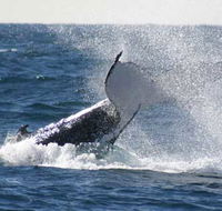Whale Watching Sydney - St Kilda Accommodation