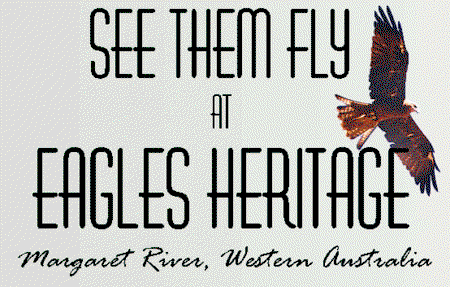Eagles Heritage Raptor Wildlife Centre - St Kilda Accommodation 0