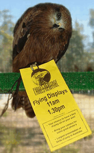 Eagles Heritage Raptor Wildlife Centre - St Kilda Accommodation 1