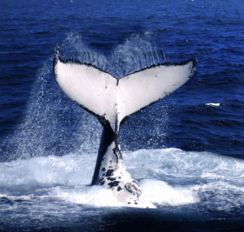 Brisbane Whale Watching - St Kilda Accommodation