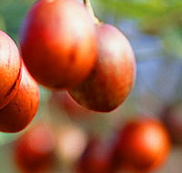 Tropical Fruit World - St Kilda Accommodation