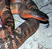 Armadale Reptile  Wildlife Centre - St Kilda Accommodation