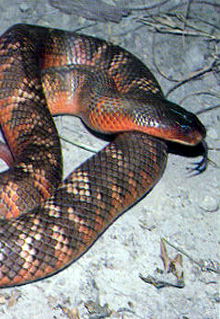 Armadale Reptile & Wildlife Centre - St Kilda Accommodation 0