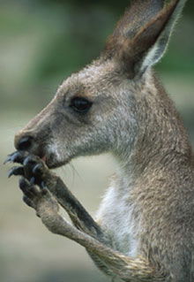 Armadale Reptile & Wildlife Centre - St Kilda Accommodation 2