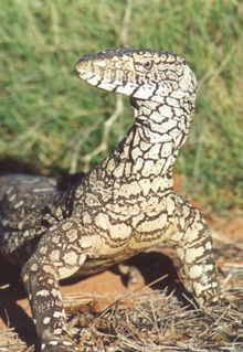 Armadale Reptile & Wildlife Centre - St Kilda Accommodation 3