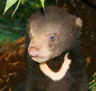 Perth Zoo - St Kilda Accommodation