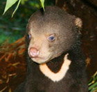 Perth Zoo - St Kilda Accommodation 0