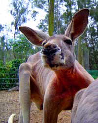 Birdland Animal Park - St Kilda Accommodation 3