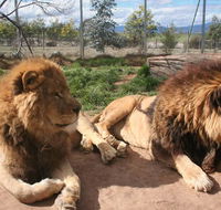 Mansfield Zoo - St Kilda Accommodation