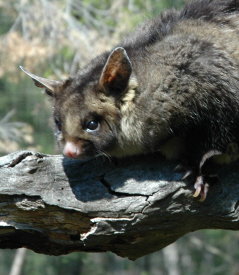  St Kilda Accommodation