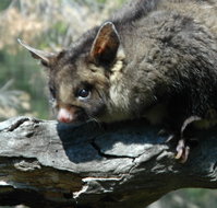 Moonlit Sanctuary Wildlife Conservation Park - St Kilda Accommodation