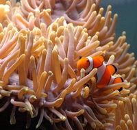 Reef HQ Great Barrier Reef Aquarium - St Kilda Accommodation