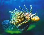 Underwater World - St Kilda Accommodation 0