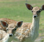 Marapana Wildlife Park - St Kilda Accommodation