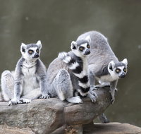 Adelaide Zoo - St Kilda Accommodation