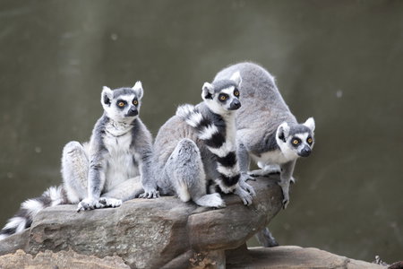 Adelaide Zoo - St Kilda Accommodation 0