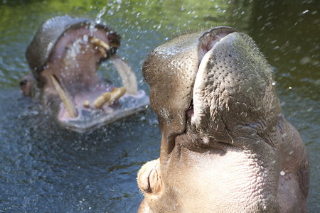 Adelaide Zoo - St Kilda Accommodation 2