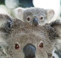 Billabong Koala and Wildlife Park - St Kilda Accommodation