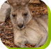 Calmsley Hill City Farm - St Kilda Accommodation