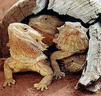 Alice Springs Reptile Centre - St Kilda Accommodation