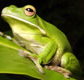 The Rainforest Habitat - St Kilda Accommodation