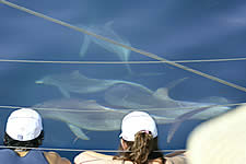 Temptation Sailing - St Kilda Accommodation 2