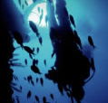 Scuba World - St Kilda Accommodation