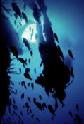 Scuba World - St Kilda Accommodation 0