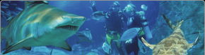 Scuba World - St Kilda Accommodation 1