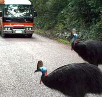 Kookaburra Tours - St Kilda Accommodation
