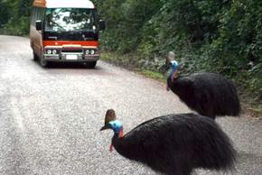 Kookaburra Tours - St Kilda Accommodation 0