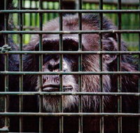 Rockhampton Zoo - St Kilda Accommodation