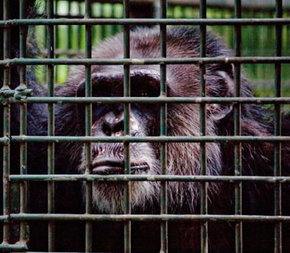 Rockhampton Zoo - St Kilda Accommodation 0