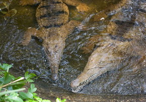 Rockhampton Zoo - St Kilda Accommodation 1