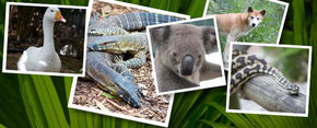 Rockhampton Zoo - St Kilda Accommodation 2