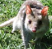 Urimbirra Wildlife Park - St Kilda Accommodation