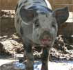 Wagga Wagga Zoo - St Kilda Accommodation
