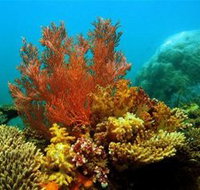Three Islands Whale Shark Dive - St Kilda Accommodation