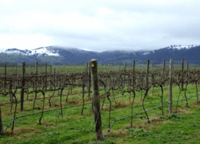 Kinloch Wines - St Kilda Accommodation