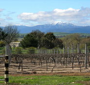 Buller View Wines - St Kilda Accommodation